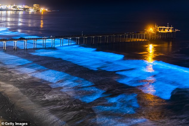 Waves glow blue at night around the Scripps Institute of Oceanography pier in San Diego