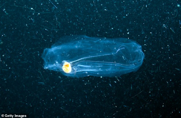 The mesmerizing light is generated by a species of plankton known as Lingulodinium polyedra, also called L. poly.