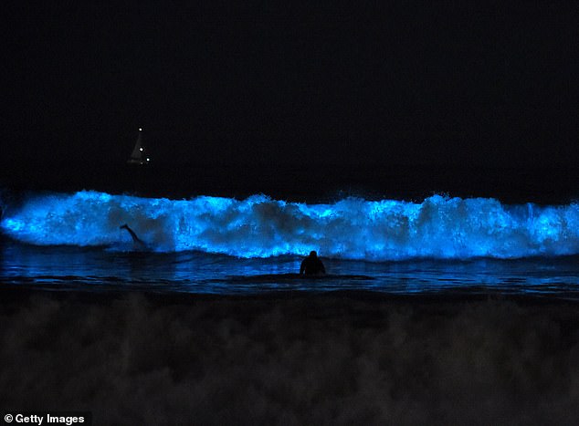 The glowing effect, often called 'the fire of the sea', is produced by microscopic, single-celled organisms