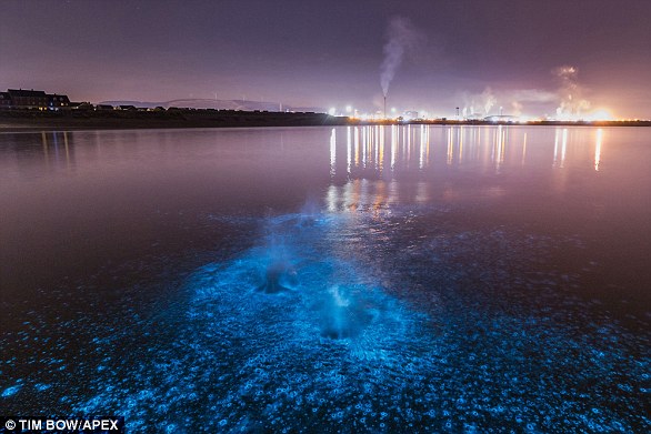 Bright: Photographer Tom Bow said: 'It has been spotted in several locations along the South Wales coast over the past week, although it is somewhat unpredictable'