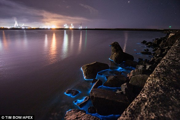 Natural phenomenon: Bioluminescence is the production and emission of light by a living organism.  The light is created by a complex chemical reaction