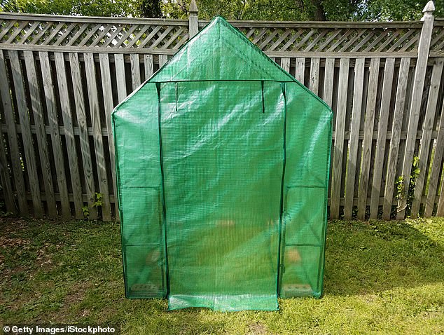 Homeowners can buy pop-up greenhouses on Amazon for just £14.99, or head to home improvement stores to purchase one in person