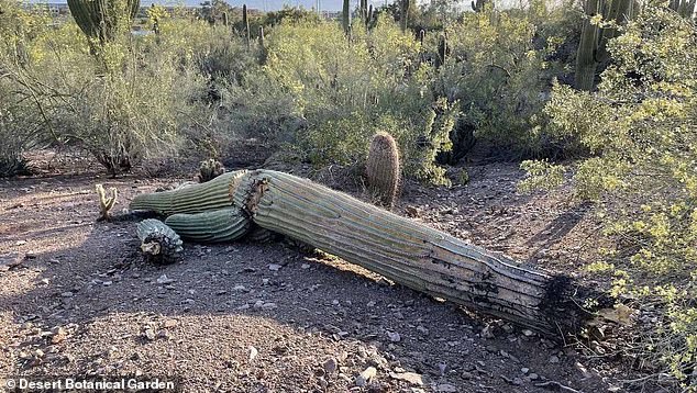 A scorching heat wave that continues to blow much of the US is so hot that even Arizona's iconic cacti are dying out