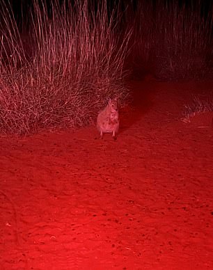 She visited a mala enclosure, where staff are working tirelessly to increase the population in a safe environment after the species was locally extirpated from the wild