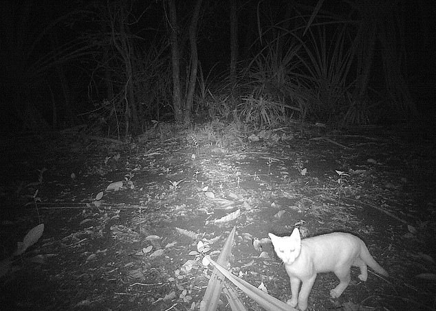 Tanya Plibersek has declared war on feral cats in a bid to protect Australia's native wildlife