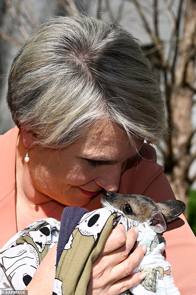 She said cats are known to kill two billion reptiles, birds and mammals in Australia every year, which equates to about six million per night.