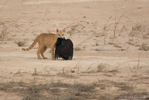 Ms Plibersek said feral cats are destroying our native wildlife and pushing species to the brink of extinction