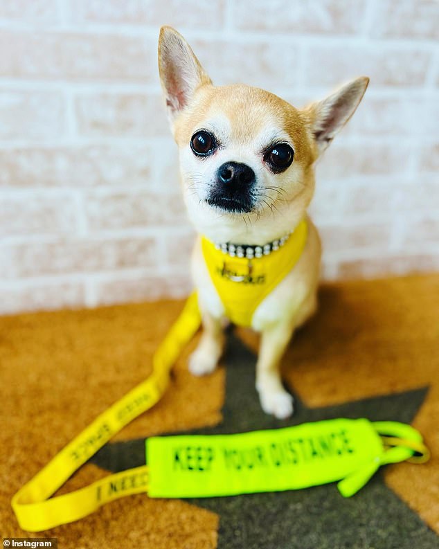 To help Chilli and Yasmin, he wears a bright yellow leash and a yellow bandana in public that lets others know that he is an anxious dog