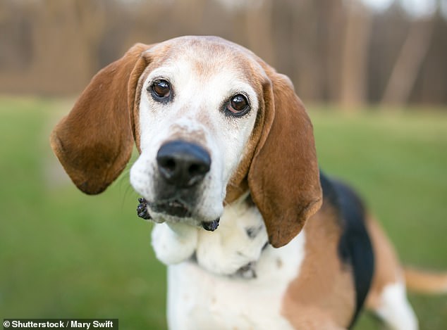 The list includes adorable breeds such as the Bearded Collie, King Charles Spaniel, Skye Terrier and Curly Coated Retriever.  Figures show there was only one Foxhound registered in 2022 (stock image)