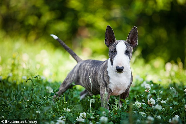 The top 10 breeds in Britain – including the Labrador, French Bulldog and Cocker Spaniel – account for more than 60 percent of annual puppy registrations for all breeds.  At the other end of the scale, some breeds have such low numbers that they are completely unrecognizable to many Britons.  In the photo: a miniature bull terrier