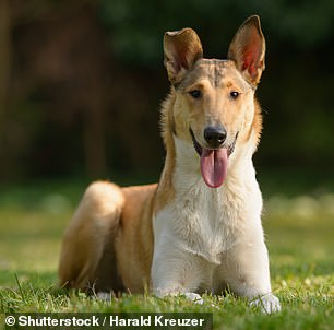 In 2022 there were only 44 Smooth Collies registered