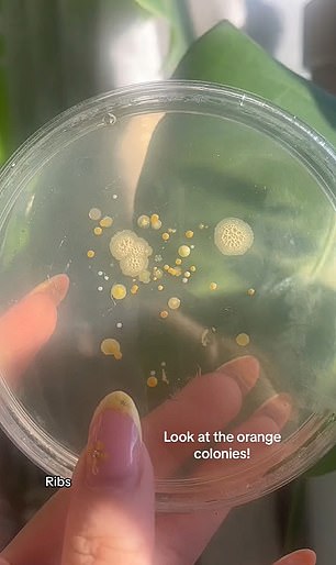 This produced some small bacterial colonies