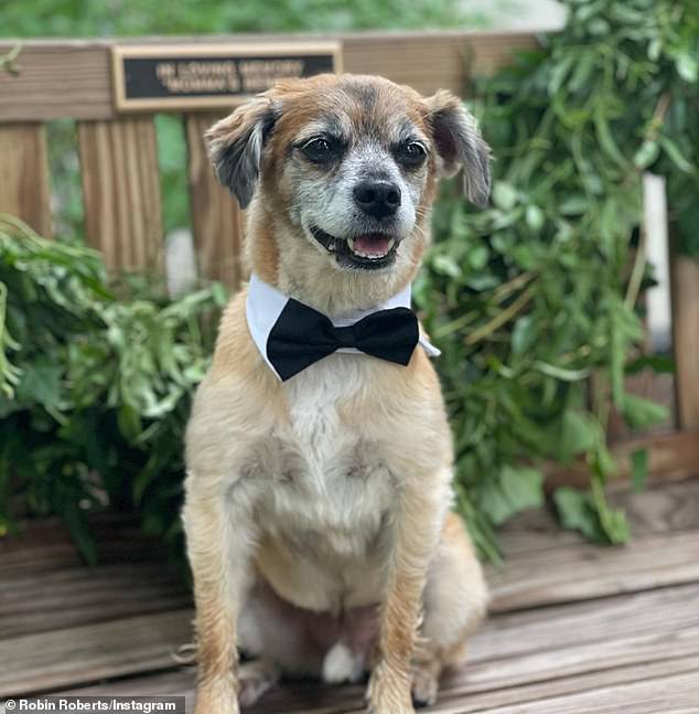 The couple's dog was all dressed up for the wedding and posted on his Instagram saying: 'My mamas are MARRIED!  Married?.....yes.....married!!!!!'