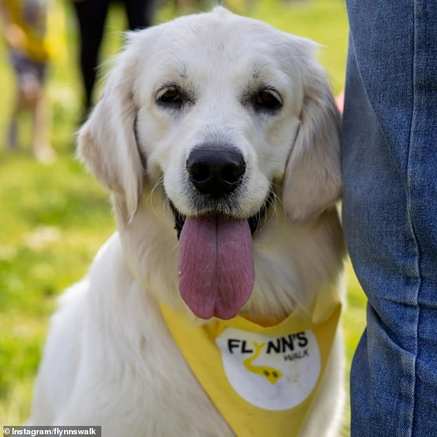 Mr Hargreaves' best friend, Jack Levitt, founded the Flynn's Walk foundation to raise awareness of vet mental health (pictured, a dog at a Flynn's Walk event)