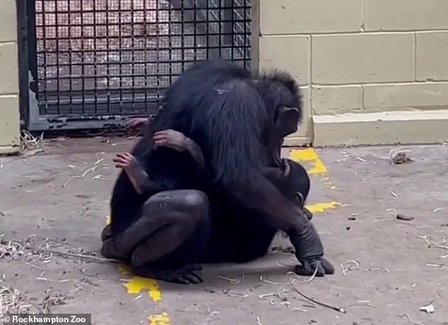 Little Gandali ran into Samatha's arms and the couple hugged (above) after Gandali was taken overnight for anti-poison treatment