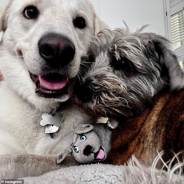 Cute: Her four-legged friends looked content as they relaxed together