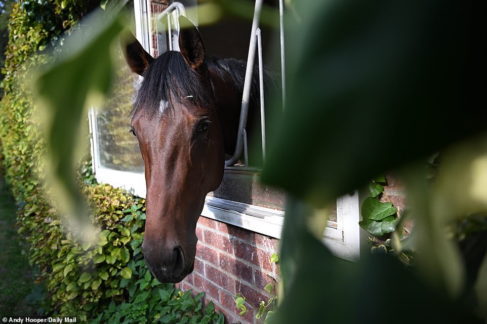 One horse pokes its head out of one of the stable windows and poses for a photo while soaking up the sun's rays