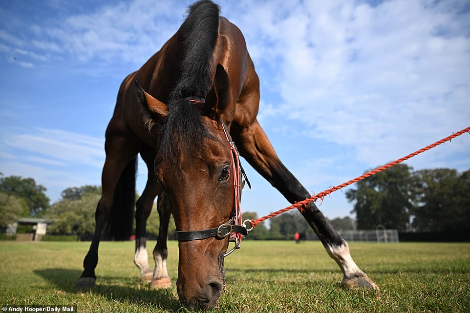 One horse grazes on some grass before heading to one of the many galloping trails open that day