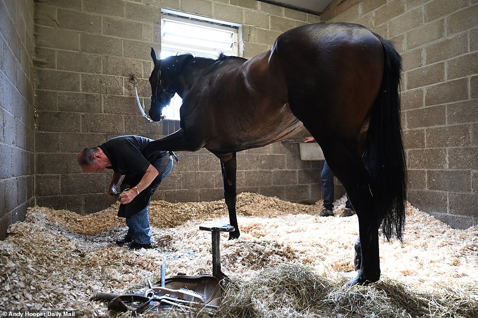 The Newmarket Training Grounds include a range of facilities for training thoroughbred racehorses