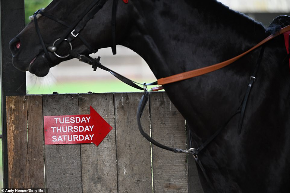 The Newmarket Gallops are used daily by more than 3,000 horses under the care of more than 85 trainers