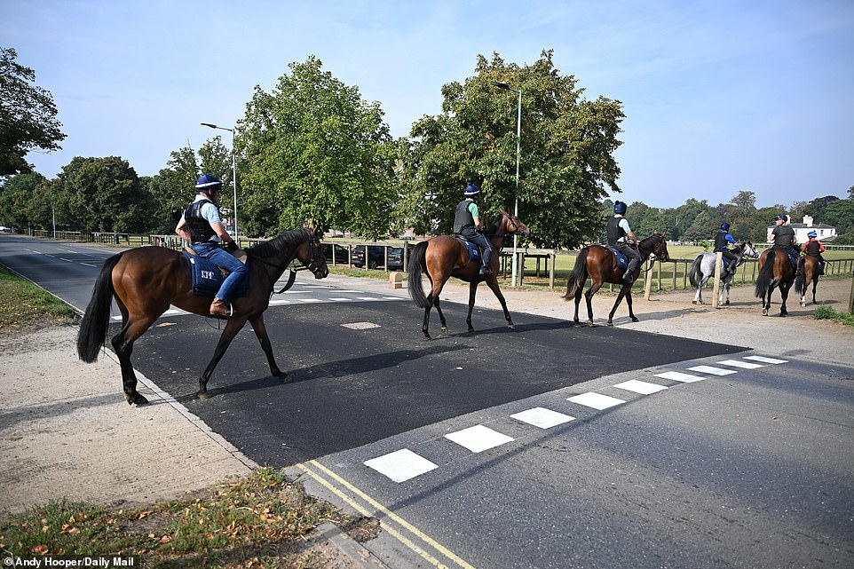 That's not a zebra crossing, but a horse crossing!  Jockeys make their way along one of Newmarket's public roads