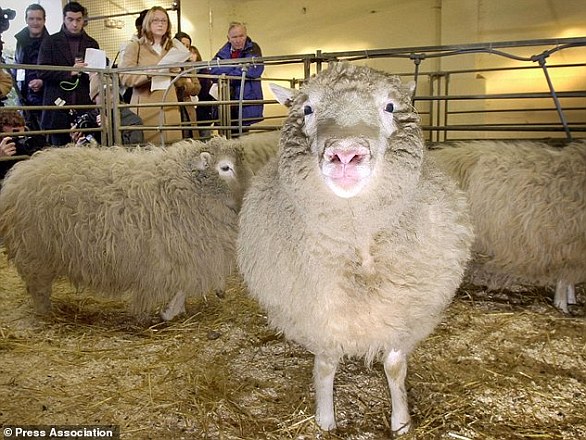 1694432869 612 Scientist who created Dolly the sheep dies at 79 Professor