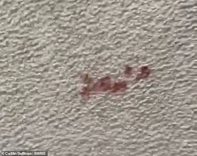 Blood on the floor of Miss Sullivan's house, left by the intruder on August 29