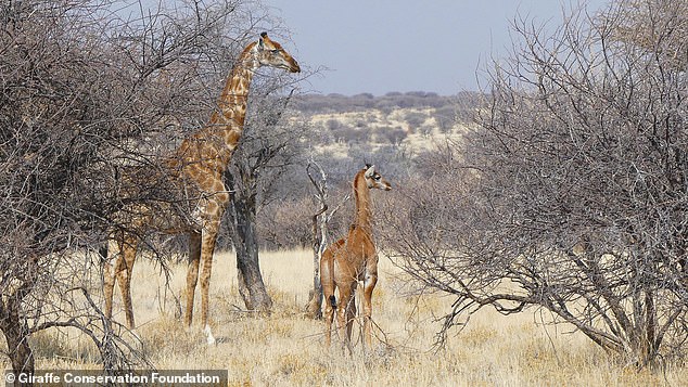 A photographer captured images of the young calf running alongside its mother in a private game reserve in Namibia