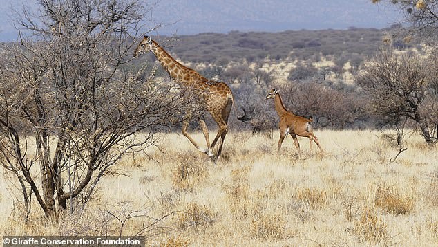 The spots are unique to each animal, making it confusing for predators to narrow down to one prey