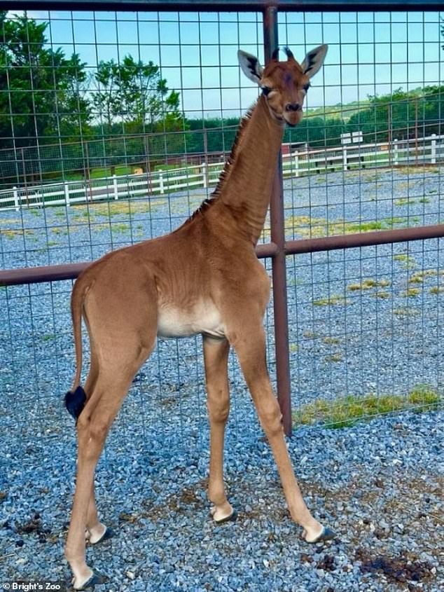 The Spotless Giraffe in the Wild follows the news that a giraffe previously thought to be the only one of its kind has been born in the US.  The public was asked to name the calf, which landed on Kipekee, the Swahili word for 