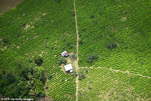 Aerial view of coca fields in Nariño, Colombia on February 26, 2020. Coca leaves are the main ingredient in the production of cocaine