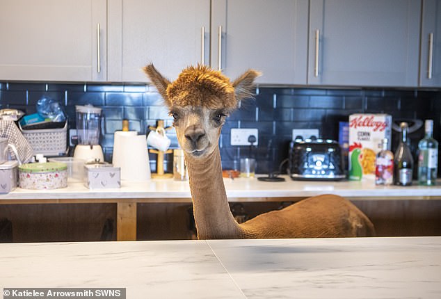 Managers pushing for a return have tried a variety of tactics to lure workers back to their desks, even bringing along alpacas in the hope that some staff members would be tempted to return