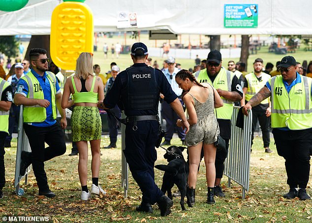 On Monday, a contingent of 20 medical, legal and welfare drug safety advocates petitioned NSW Premier Chris Minns to test drug monitoring services.  A police officer and a sniffer dog test for drugs at a music festival in Sydney