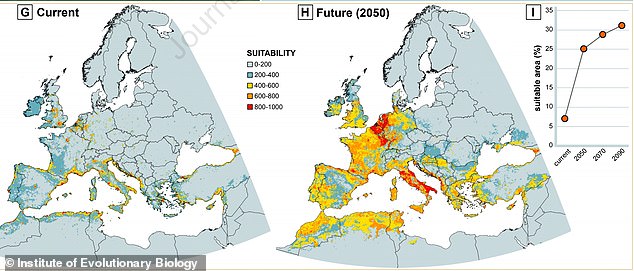 According to the model, seven percent of the European continent is suitable for the species, and this figure will only increase thanks to climate change.