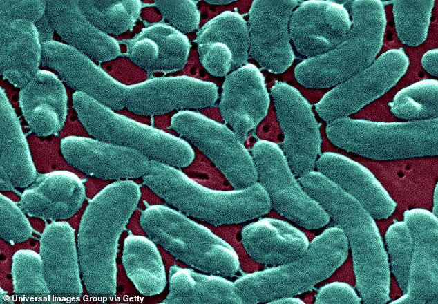 Florida Department of Health is warning residents to be on the lookout for the carnivorous Vibrio vulnificus that could be lurking in floodwaters