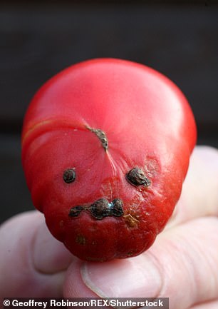 They were all shown a series of images, including 'obvious' faces in vegetables or in rock formations, and 'difficult' faces in leaves and fire.