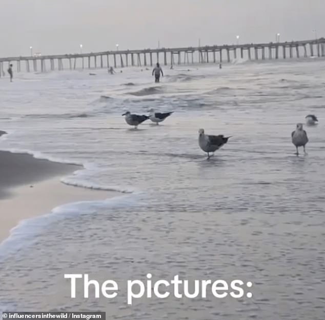 But it was eventually revealed that she had been taking photos of the seagulls on the shore