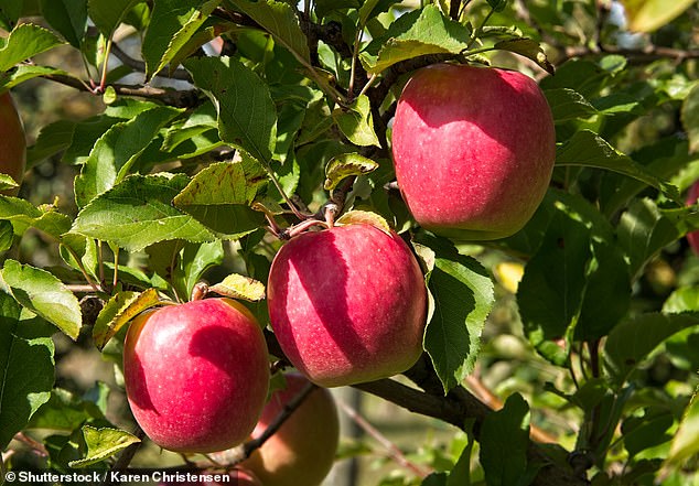 Apples come in a wide variety of colors, including red, yellow and green.  Red apples are popular among apple orchards and can be found growing in trees during the fall months