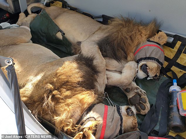 Video shows male lions sitting together in a small plane, their eyes covered with a mask to avoid being disturbed by the light coming through the windows