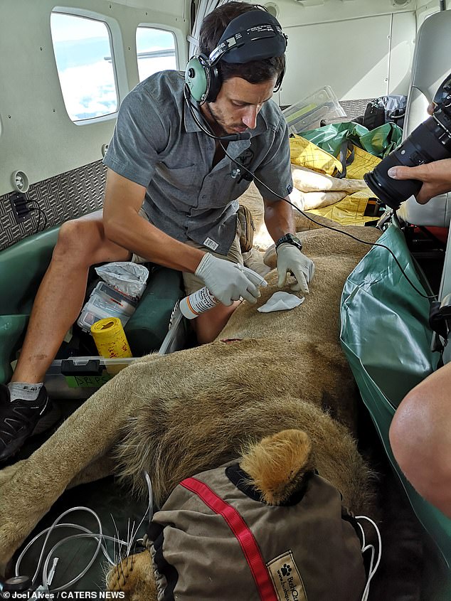 As well as patching up big cats at 10,000 feet, the inspirational vet has also hunted down angry rhinos and enormous elephants while treating their various ailments.