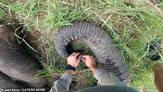 In one clip, elephants fall on their sides to have their trunks clipped while they are being treated