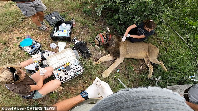 Conservationists work on a lion in South Africa in a clip shared by Joel