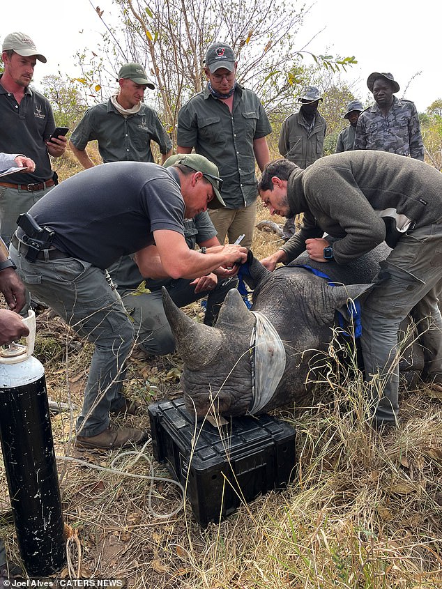 Joel and his team are working on a rhino.  He said dehorning the impressive animals can be emotionally draining