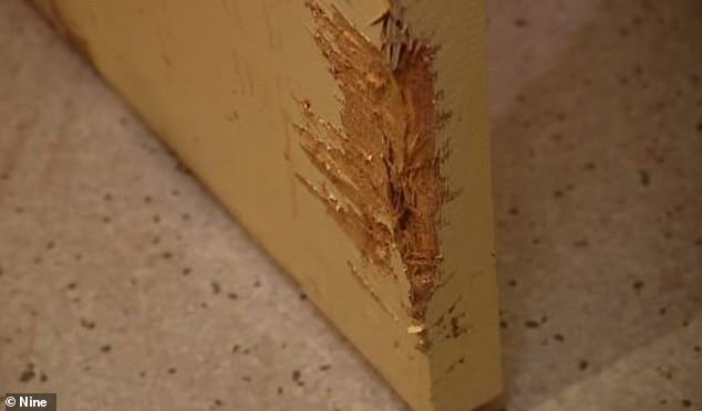 Pieces of wood were torn from the bottom of a door by the dog (photo)