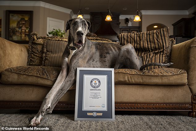 Zeus was crowned the world's tallest dog in 2022 after his owner submitted his measurements