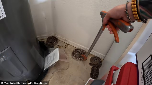 Western diamondback rattlesnakes can grow to be four to six feet long as fully grown adults and can live up to 20 years