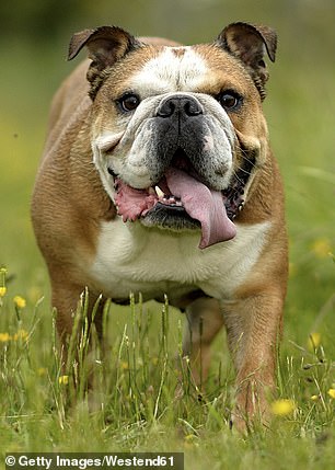 Veterinarian Morgan went to 16 of her colleagues to ask which breed was at the top of their no-go list.  Two people said they would never get an English Bulldog (stock image)