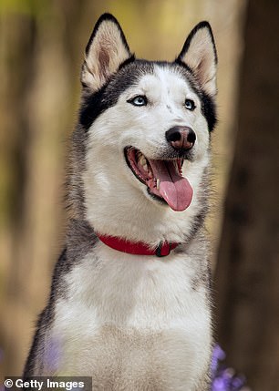 Other breeds that made the list were the Weimeraner, Chihuahua and Beagle, while two people said they would avoid Huskies (stock image)