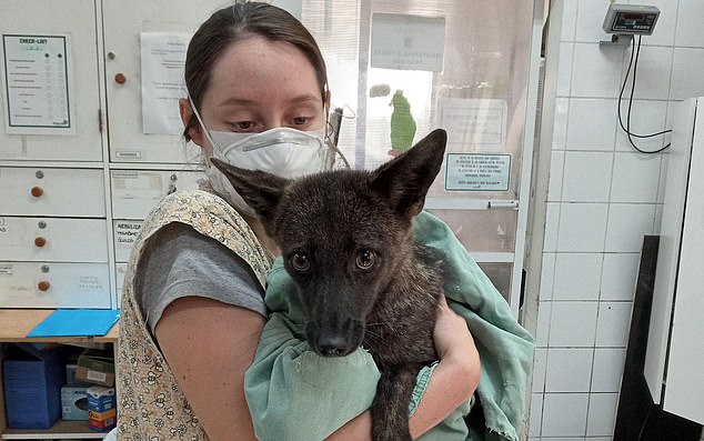 The animal was discovered after being hit by a car and was taken to a vet in 2021, but staff were unable to determine whether the young female was a dog or a fox