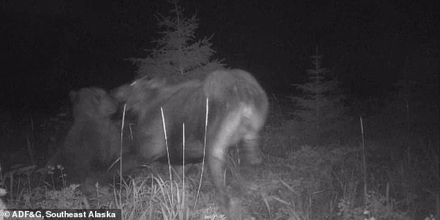 Eventually, a bear charged at the pair, prompting the mother to react and send the calf out of the picture